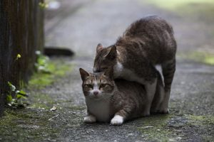 cats-enoshimacats