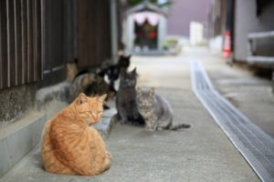 cats-manabeshima