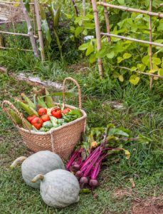 Basket of Organic Vegetables with Gourds
