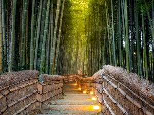 host-to-endless-instagrams-the-immense-bamboo-grove-in-kyotos-arashiyama-district-is-one-of-the-citys-most-celebrated-staples-1478231552167