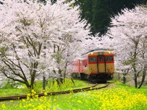 kyoto-is-also-well-known-for-its-cherry-blossom-season-as-seen-in-the-film-lost-in-translation-1478231461997
