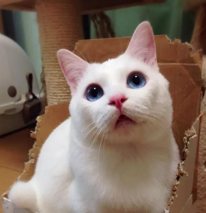 Setsu-Chan là một chú mèo đầy cá tính và quyến rũ. Hãy cùng chiêm ngưỡng những hình ảnh độc đáo và đầy sắc màu của chúng, với bộ lông dày và mắt to màu xanh lấp lánh. Setsu-Chan sẽ khiến cho trái tim bạn rung động và say đắm.