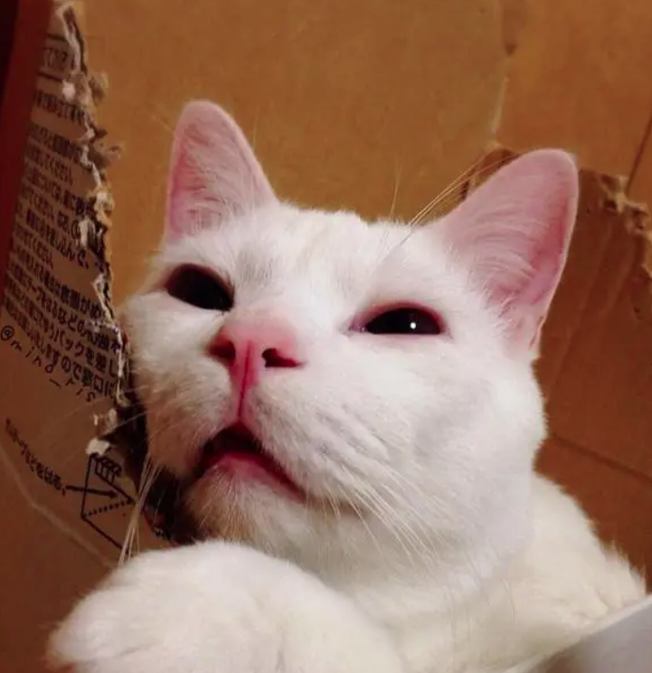 101 Hình Ảnh Mèo Bựa Meme Hài Hước Buồn Cười Gớt Nước Mắt  TH Điện  Biên Đông
