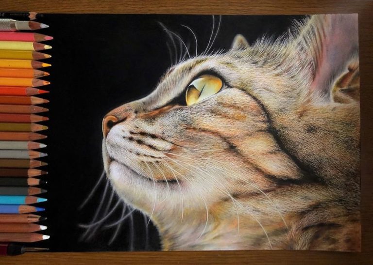 Tranh vẽ Mèo đẹp không kém ảnh chụp của nghệ sĩ Nhật Bản - JAPO - Cổng  thông tin Nhật Bản