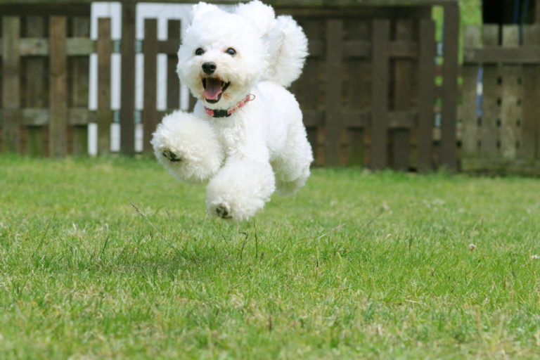 Dog Run – Sân chơi an toàn, giải toả căng thẳng cho cún cưng - JAPO - Cổng  thông tin Nhật Bản