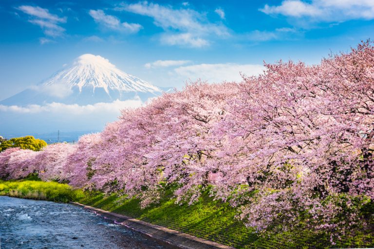 Tour du lịch khám phá Nhật Bản mùa Xuân 2020
