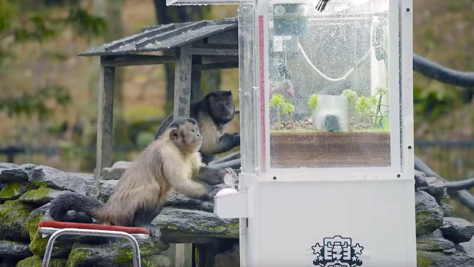 Sốc khi Khỉ Nhật Bản có thể chơi “gắp thú” và…gắp thành công