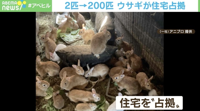 Sau 2 năm, từ 2 con Thỏ lên 200 con, câu chuyện Thỏ chiếm nhà ở Nhật