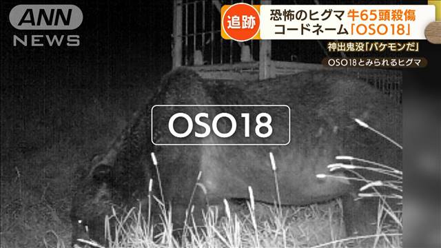 Gấu Ninja tấn công trang trại bò sữa ở Hokkaido, quan ngại về sự hình thành “tộc Ninja gấu”