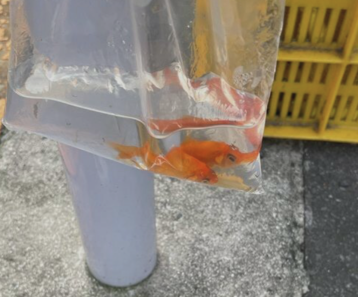 Bức xúc với cảnh hai con cá vàng bị vứt ở bãi rác, người dùng Twitter Nhật Bản lên tiếng “không nuôi được hãy trả lại cửa hàng”