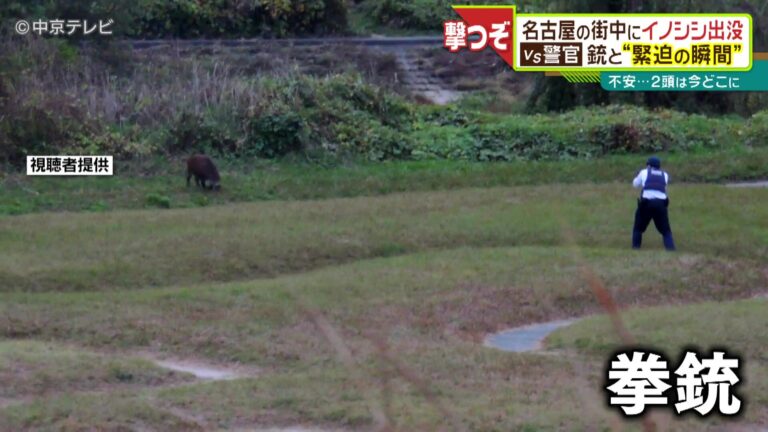 Cảnh sát Nhật cảnh báo lợn rừng “Không được lại gần, nếu không tôi sẽ bắn”, thành công vượt qua rào cản ngôn ngữ
