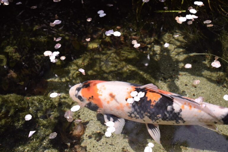 Khám phá vẻ đẹp của cá Koi – Linh hồn của khu vườn Nhật Bản